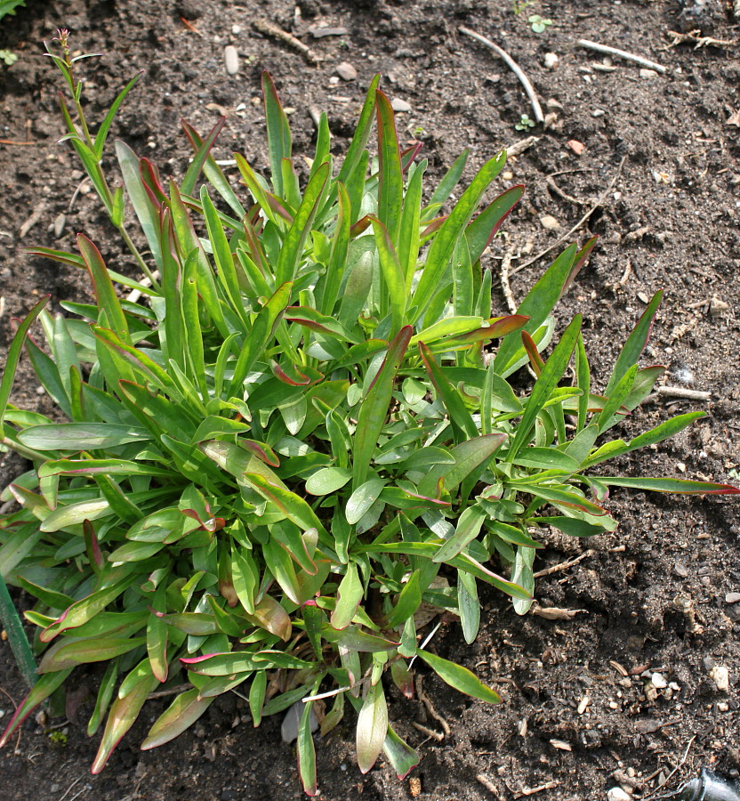 Image of Penstemon hartwegii specimen.