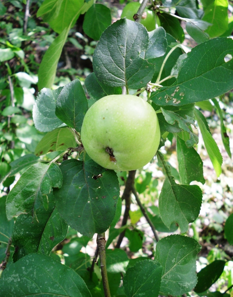 Изображение особи Malus sylvestris.