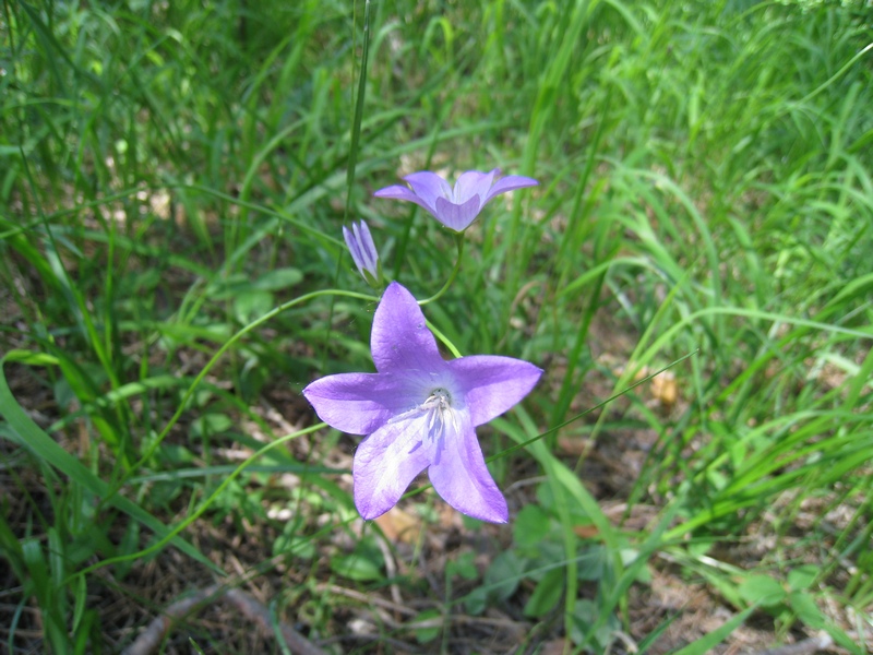 Изображение особи Campanula altaica.