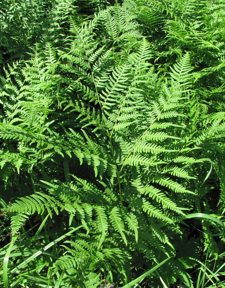 Изображение особи Pteridium pinetorum.