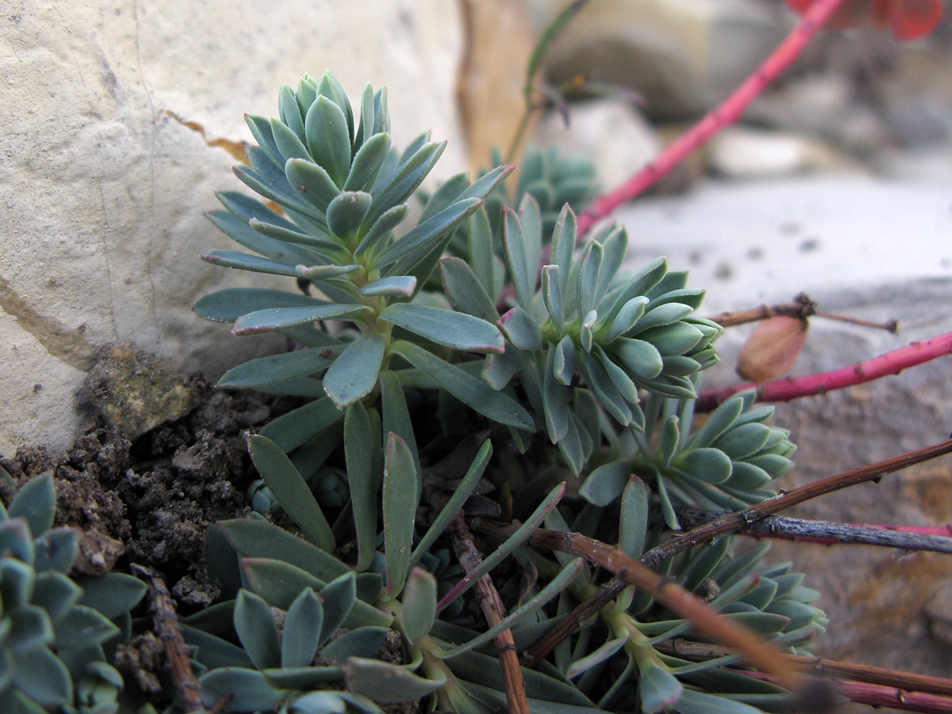 Изображение особи Euphorbia petrophila.