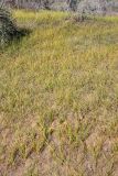 Carex subphysodes. Вегетирующие и плодоносящие растения. Южный Казахстан, восточная граница пустыни Кызылкум. 04.05.2013.