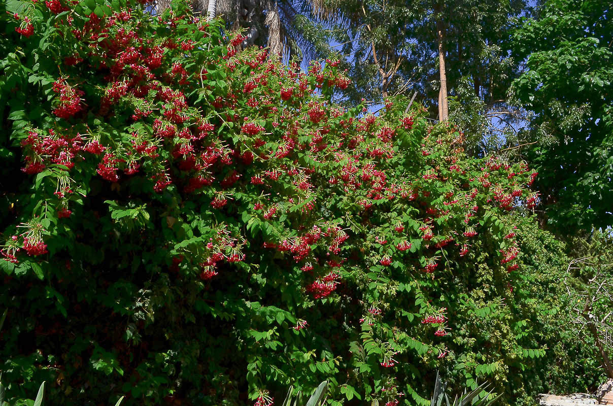 Image of Combretum indicum specimen.