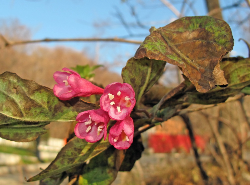 Image of Weigela praecox specimen.