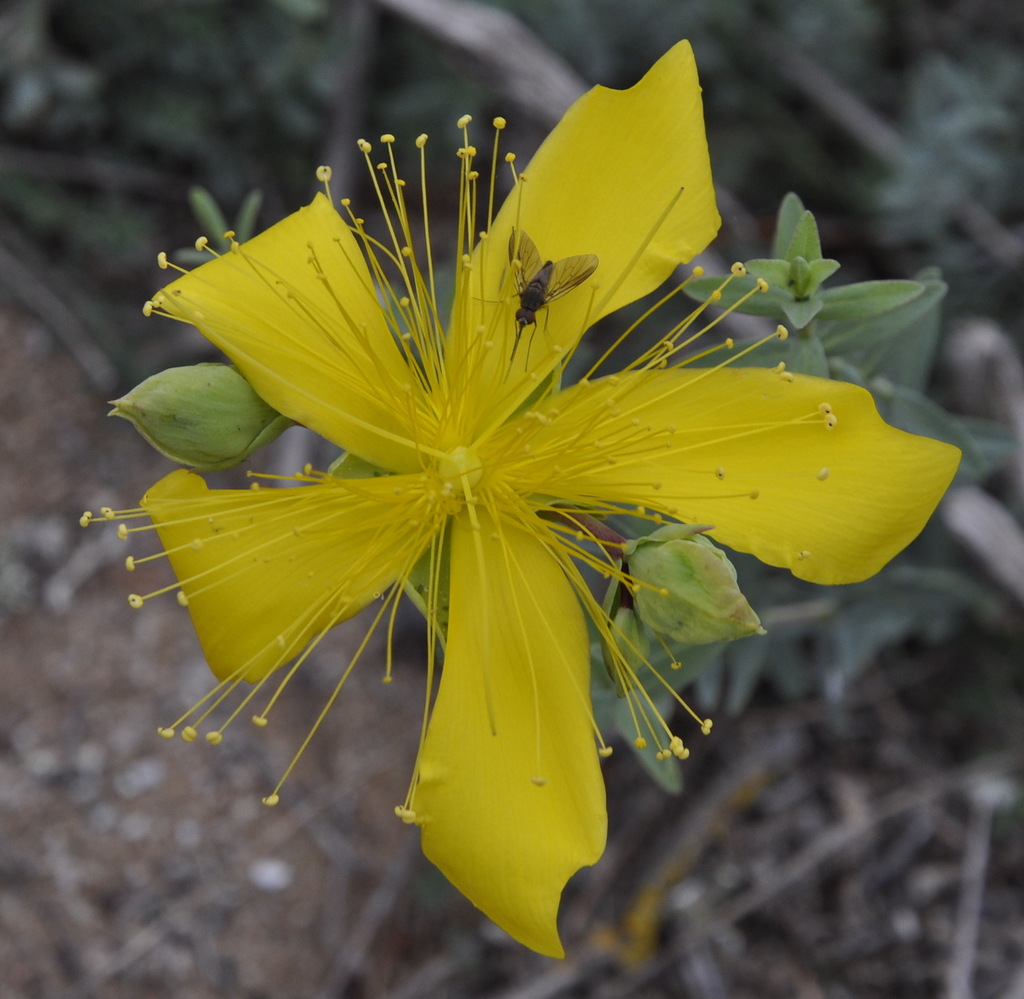 Изображение особи Hypericum olympicum.