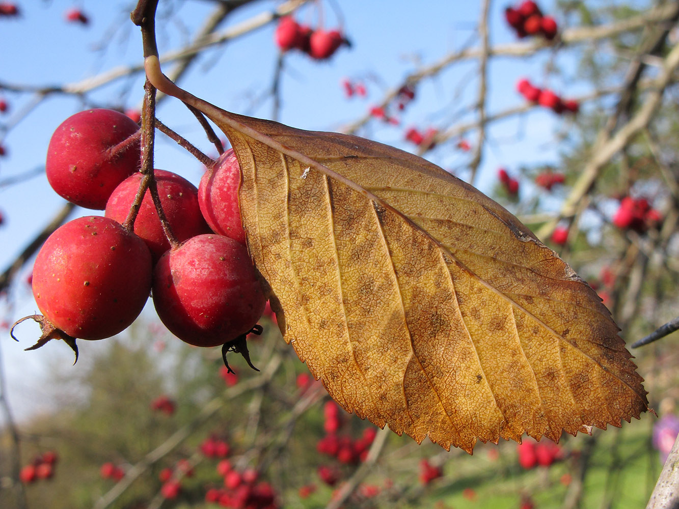 Изображение особи Crataegus crus-galli.