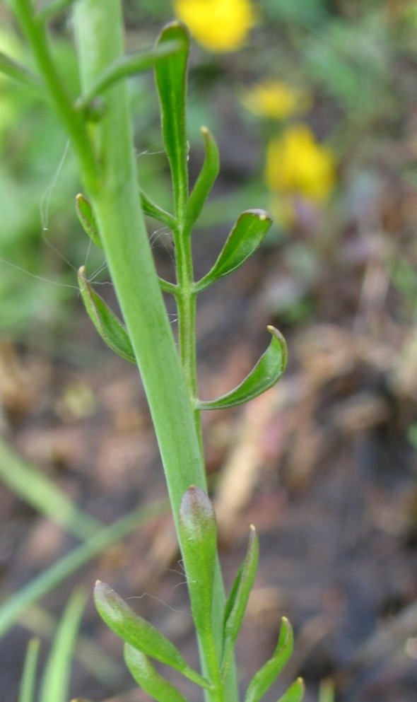 Image of Cardamine pratensis specimen.