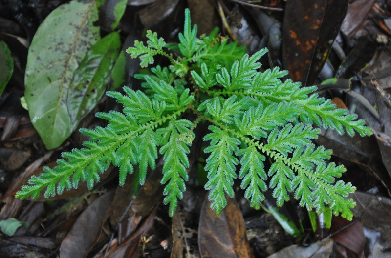 Изображение особи Selaginella willdenowii.