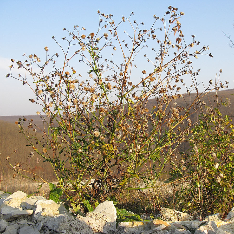 Image of Senecio grandidentatus specimen.