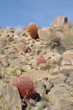 Ferocactus cylindraceus. Растения на каменистом склоне. США, Калифорния, Joshua Tree National Park. 19.02.2014.