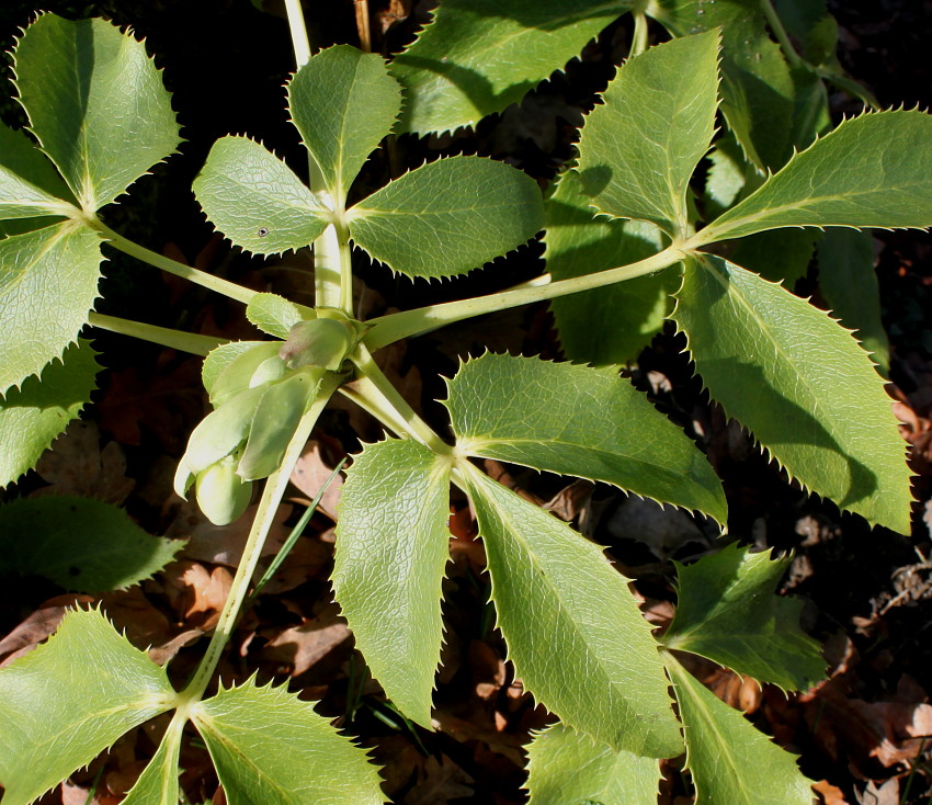 Изображение особи Helleborus argutifolius.