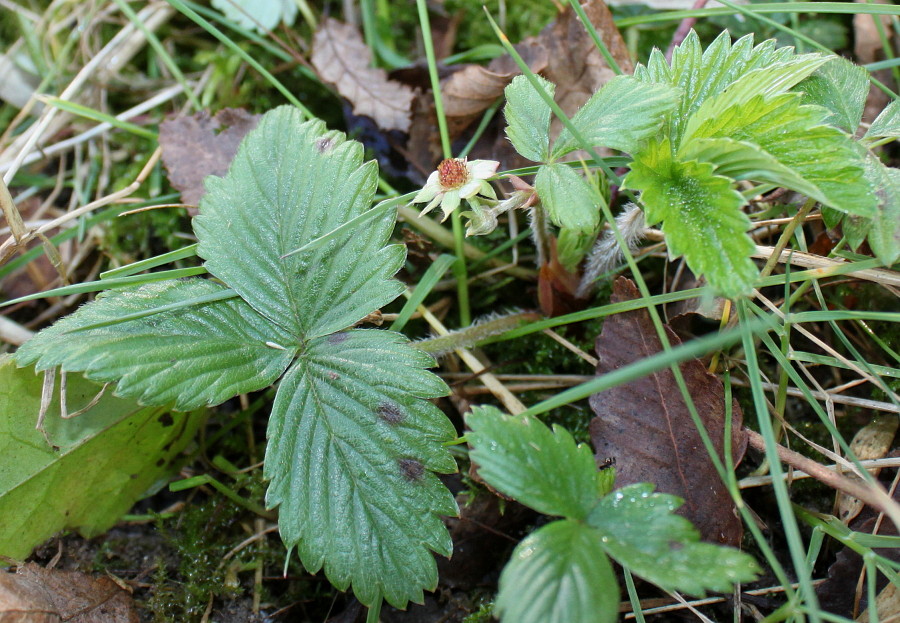 Изображение особи Fragaria chiloensis.