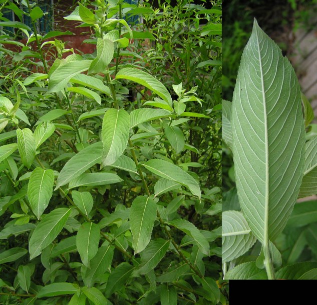 Image of Salix gracilistyla specimen.