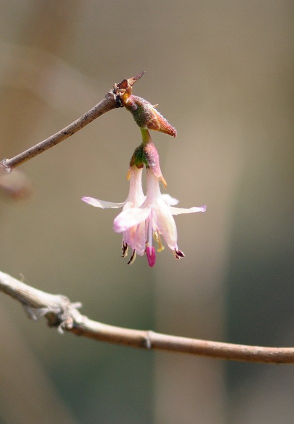 Image of Lonicera praeflorens specimen.