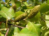 Betula lanata