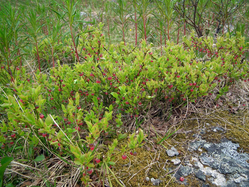 Image of Vaccinium myrtillus specimen.