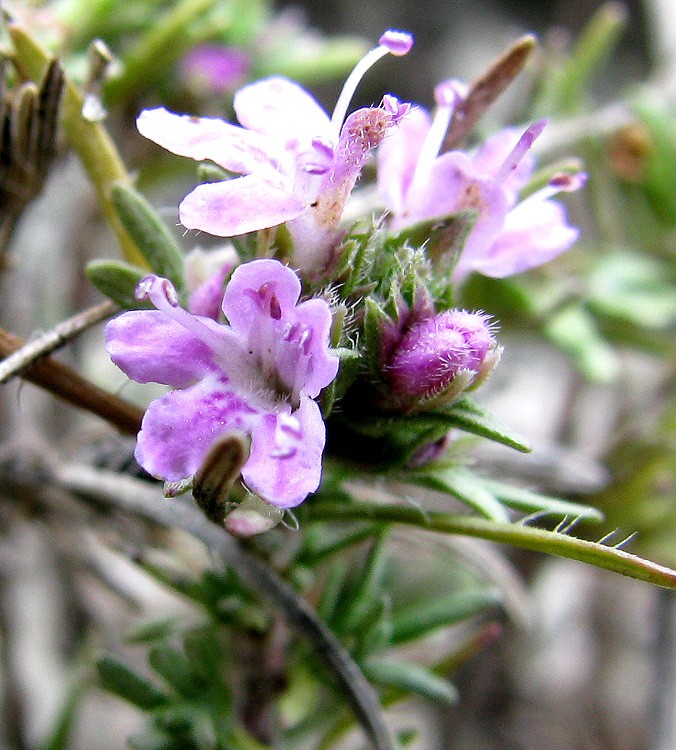 Изображение особи Thymus helendzhicus.