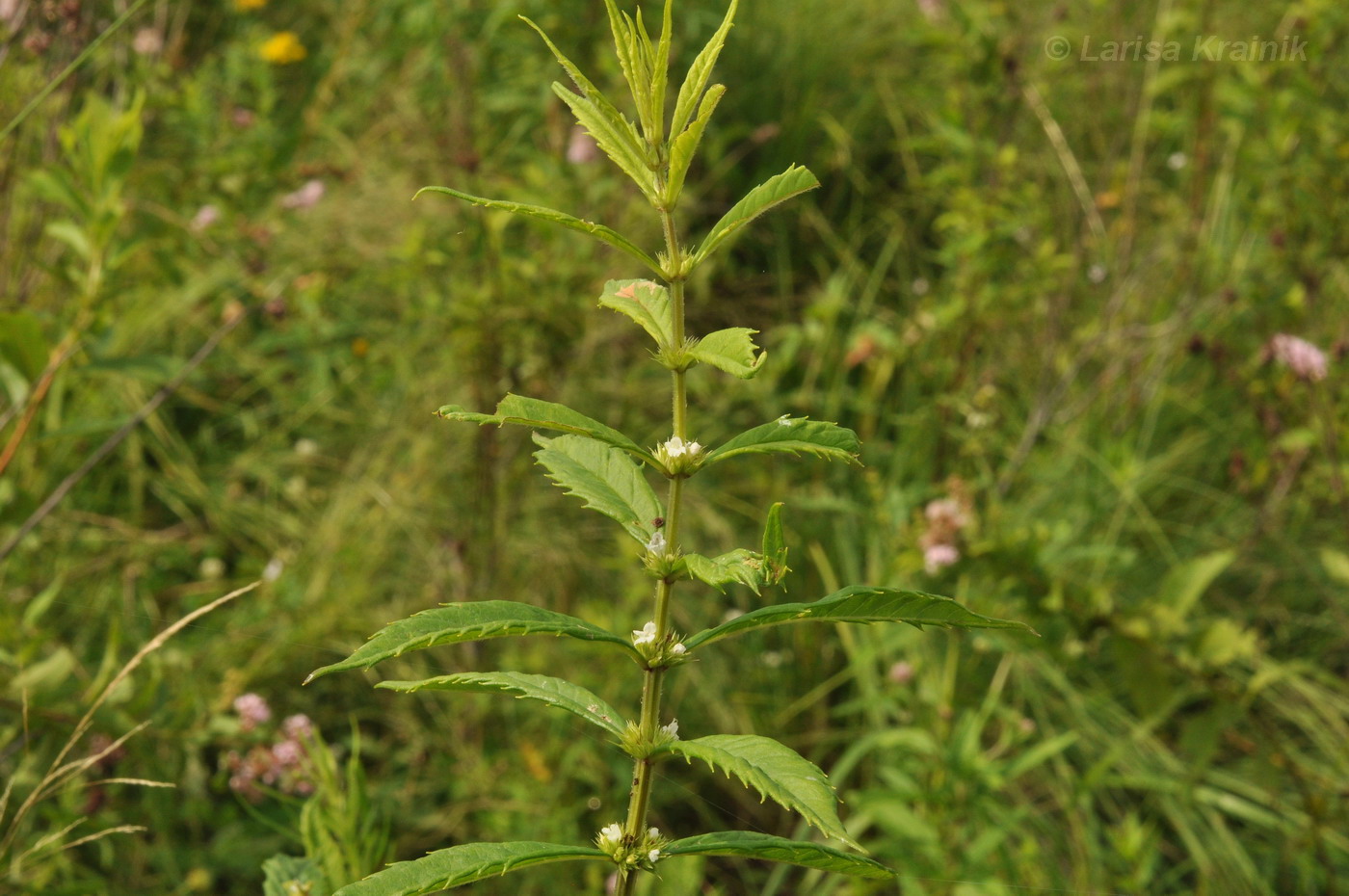 Image of Lycopus maackianus specimen.