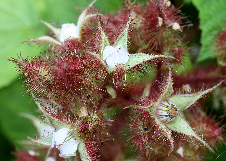 Изображение особи Rubus phoenicolasius.