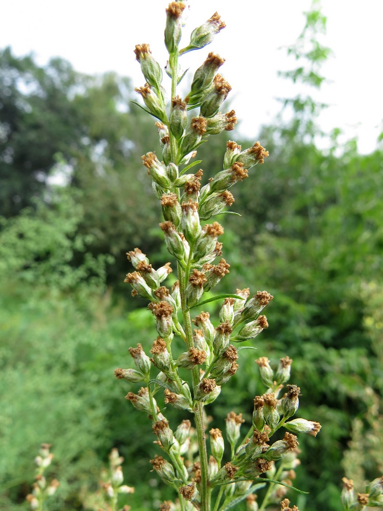 Image of Artemisia vulgaris specimen.