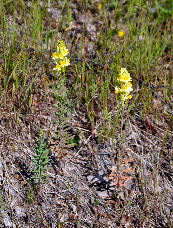 Image of Linaria vulgaris specimen.