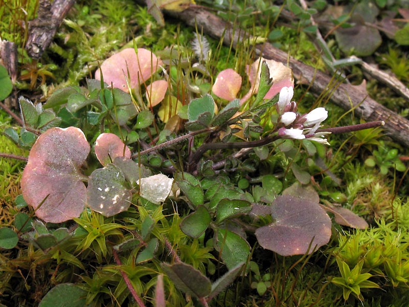 Image of Cardamine hirsuta specimen.