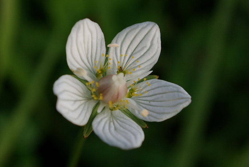 Изображение особи Parnassia palustris.