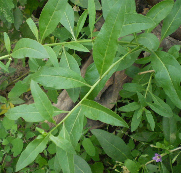 Image of Lycium barbarum specimen.