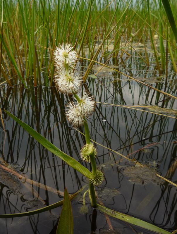 Image of Sparganium emersum specimen.