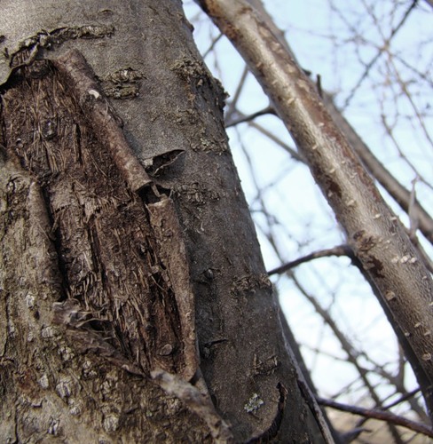 Image of Rhamnus cathartica specimen.