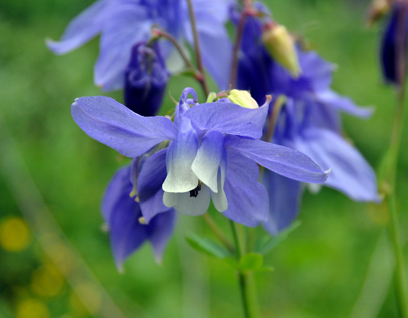 Изображение особи Aquilegia olympica.