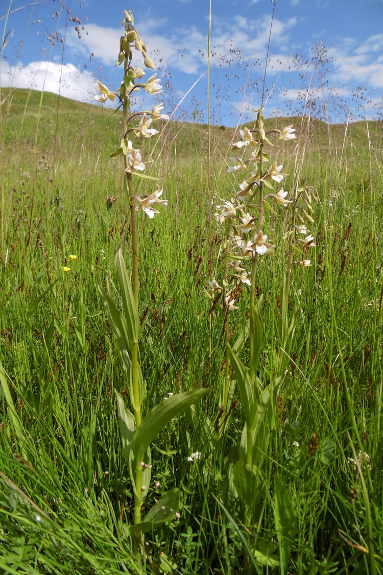 Image of Epipactis palustris specimen.