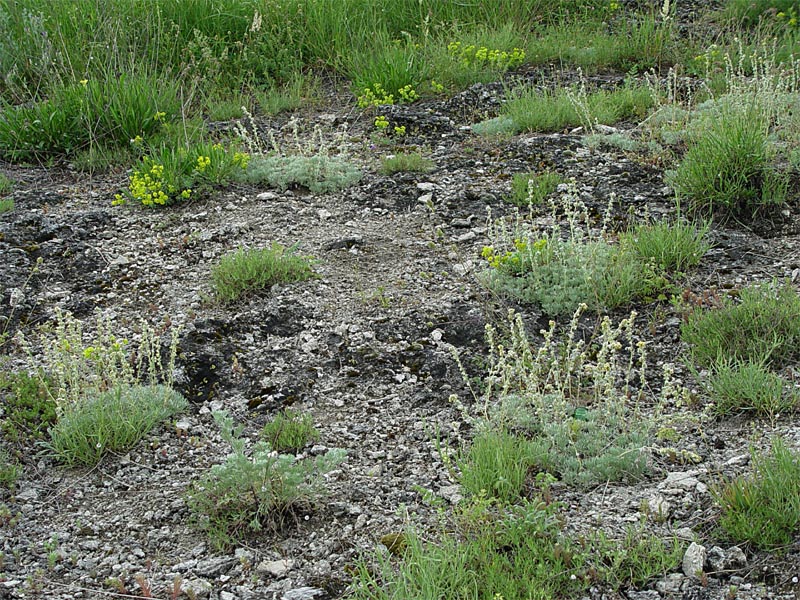 Image of Artemisia caucasica specimen.