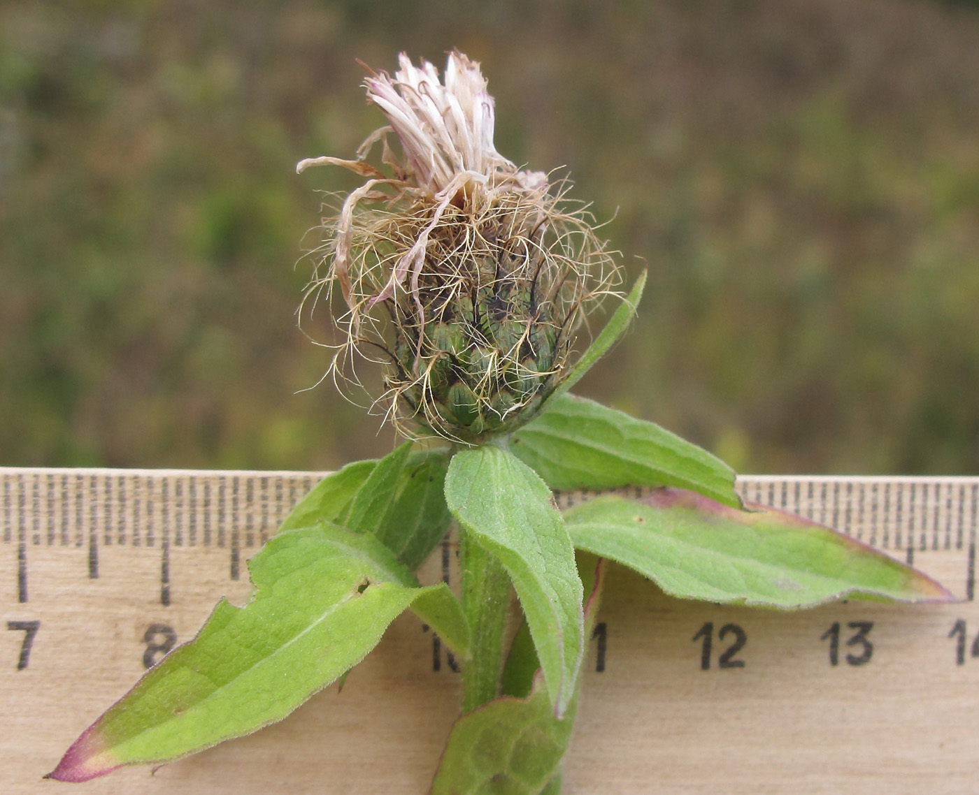 Image of Centaurea abnormis specimen.