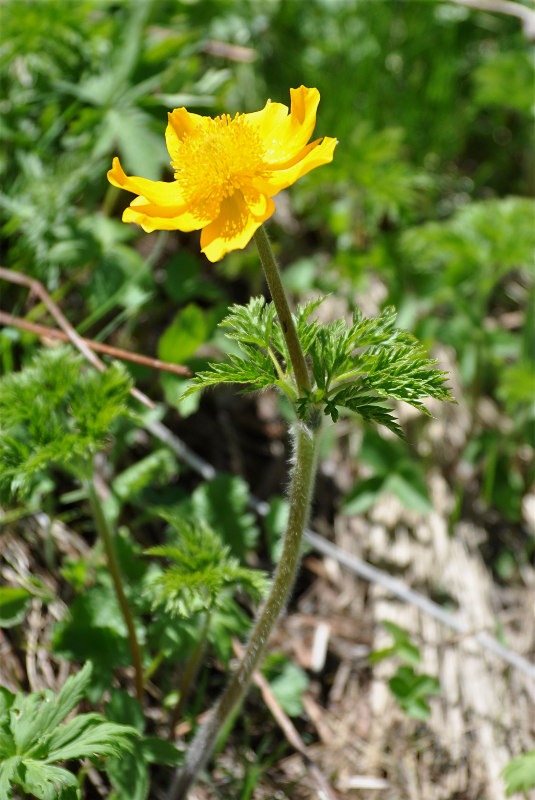 Изображение особи Pulsatilla aurea.