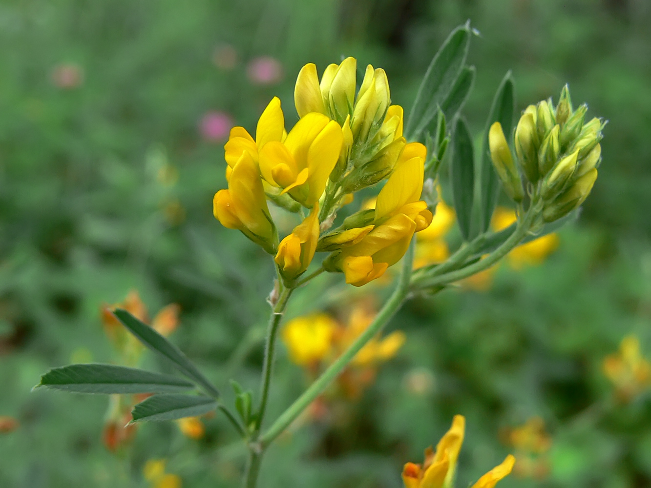 Изображение особи Medicago falcata.