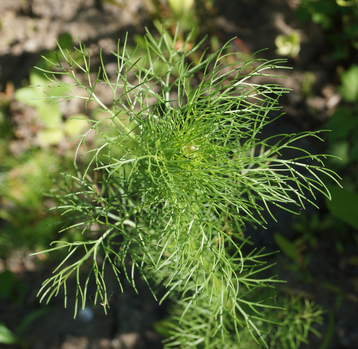 Image of Tripleurospermum inodorum specimen.