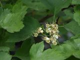 Crataegus sanguinea. Отцветающее соцветие. Санкт-Петербург. 02.06.2009.