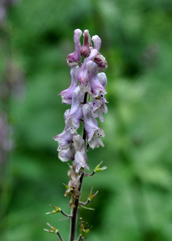 Изображение особи Aconitum septentrionale.