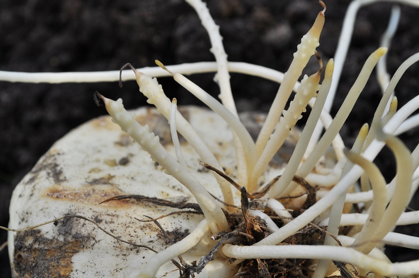 Image of Fritillaria imperialis specimen.