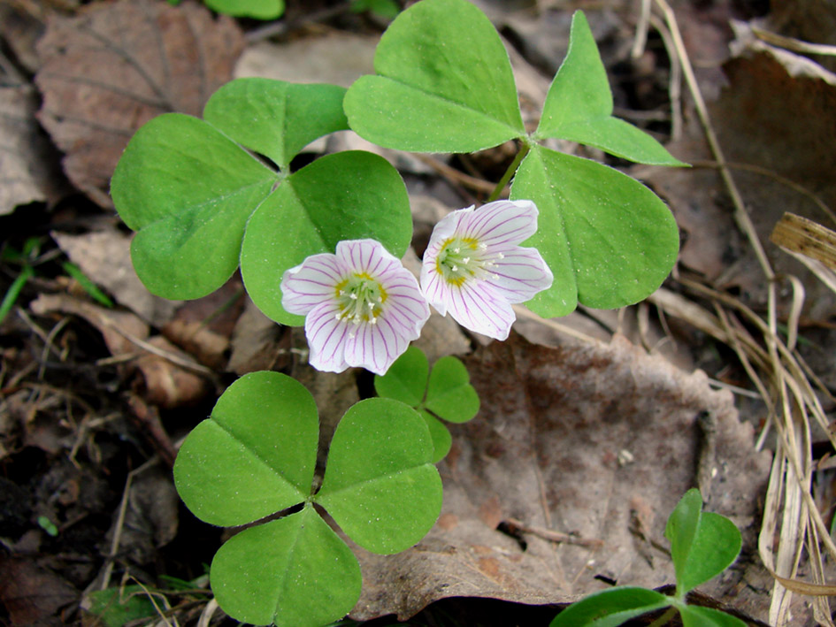 Изображение особи Oxalis acetosella.