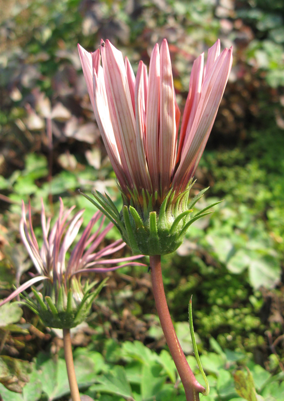 Image of Gazania rigens specimen.