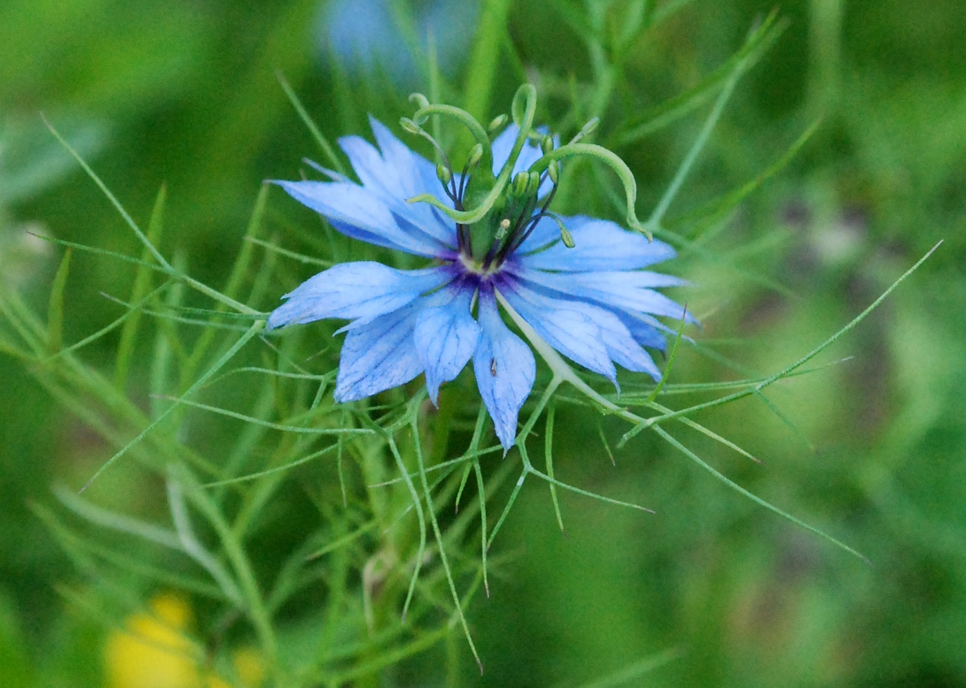 Image of Nigella damascena specimen.