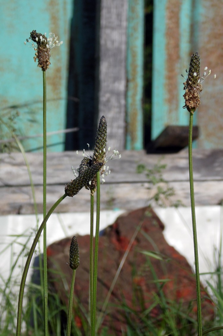 Image of Plantago lanceolata specimen.