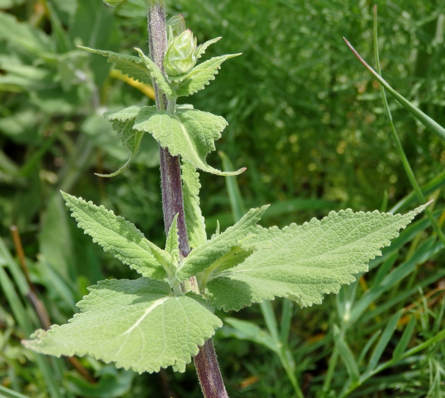 Image of Salvia tesquicola specimen.