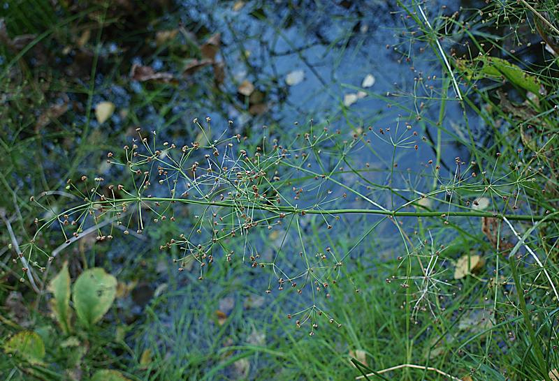 Image of Alisma plantago-aquatica specimen.