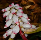 Alpinia zerumbet