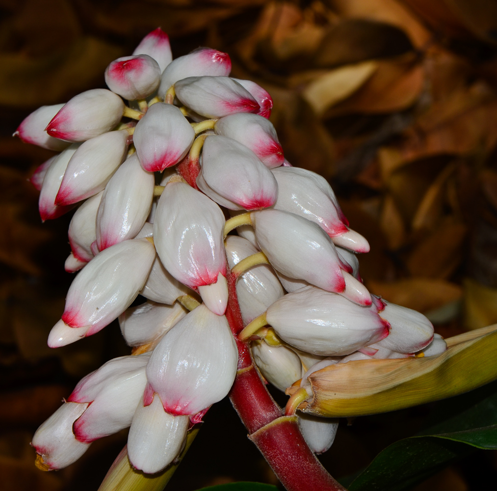 Image of Alpinia zerumbet specimen.