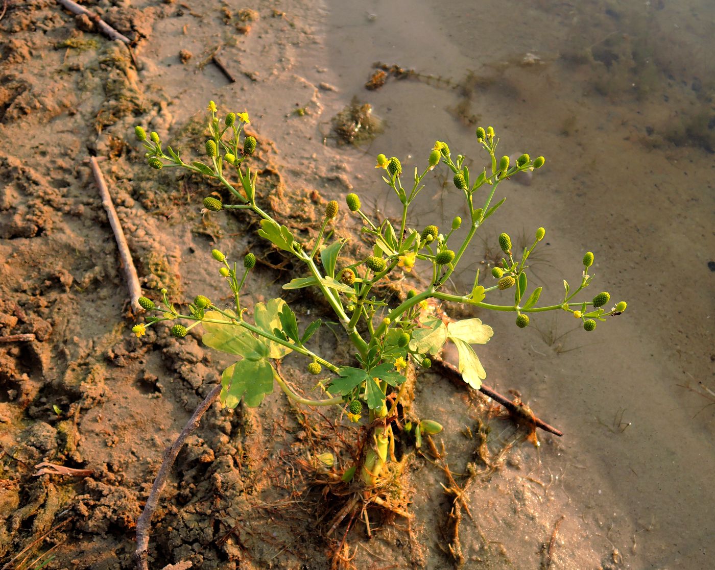 Изображение особи Ranunculus sceleratus.