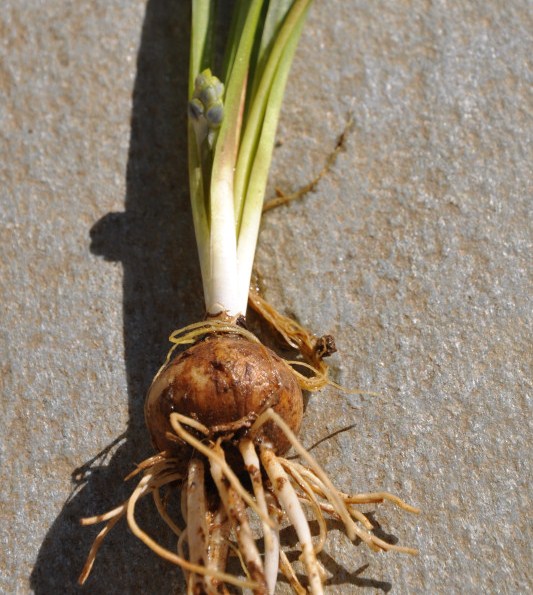 Image of Bellevalia hyacinthoides specimen.